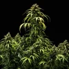 Detailed view of Cherry Pie Auto Strain, with frosty trichomes and vibrant purple accents on fan leaves.