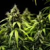 Cherry Pie Auto Strain growing indoors, with multiple flowering buds and lush foliage spreading in all directions.