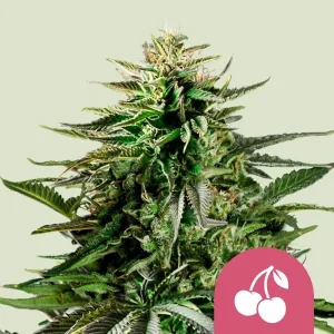 Cherry Pie Strain bud with dense structure, vibrant green leaves, and a hint of frosty trichomes.