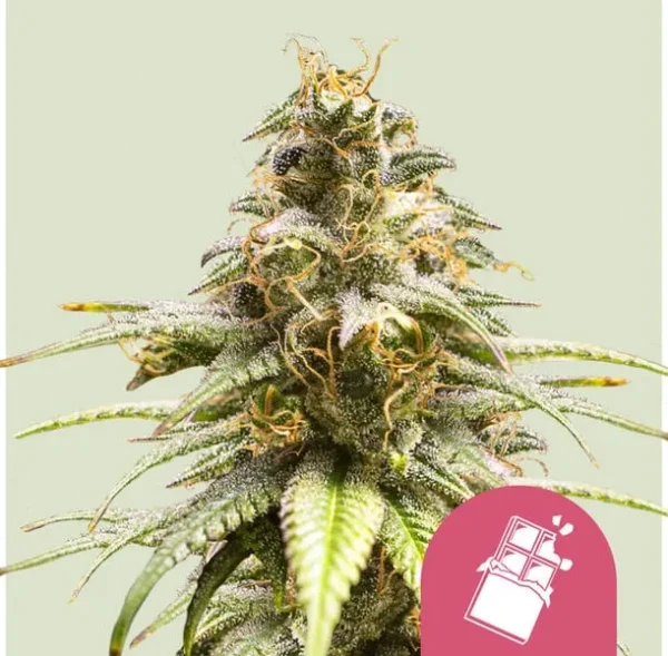 Close-up of the Chocolate Haze Strain bud with vibrant trichomes and orange pistils.