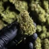 Hand holding a dense nugget of the Chocolate Haze Strain, showing its frosty coating.