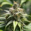 Mature Chocolate Haze Strain bud on a plant, covered in resin with a robust structure.