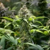 Chocolate Haze Strain plant growing tall indoors, with lush green leaves and large buds.