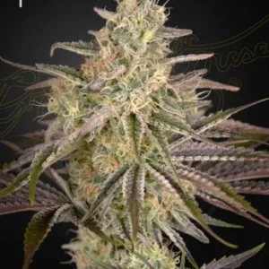 Cloud Walker strain buds with vibrant colors, rich trichome coverage, and noticeable purple hints.