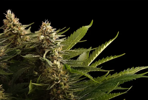 Colombian Jack strain showing elongated buds with pale green coloration and fine pistils.