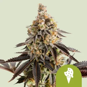 Dense Cookies Gelato Auto Strain buds with a frosty, trichome-rich coating.