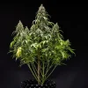 Full Cookies Gelato Auto Strain plant displaying sturdy branches and large colas.