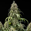 Cookies Gelato Auto Strain cola showing compact structure and intense crystal coverage.