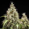 Close-up of Cookies Gelato Auto Strain bud, packed with potent trichomes.