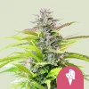 Dense Cookies Gelato Strain buds covered in trichomes and hints of purple leaves.