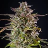 A robust Cookies Gelato Strain plant with striking purple hues against dark leaves.