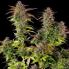 Multiple tall Cookies Gelato Strain plants showcasing vibrant purples and green foliage.