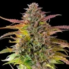 Close-up of Cookies Gelato Strain’s colorful buds with deep green and purple tones.
