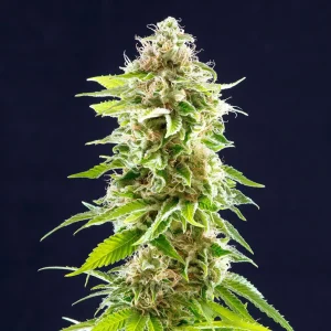 Cookies Haze strain, lush with trichomes, bright green buds, and contrasting orange pistils against a dark background.