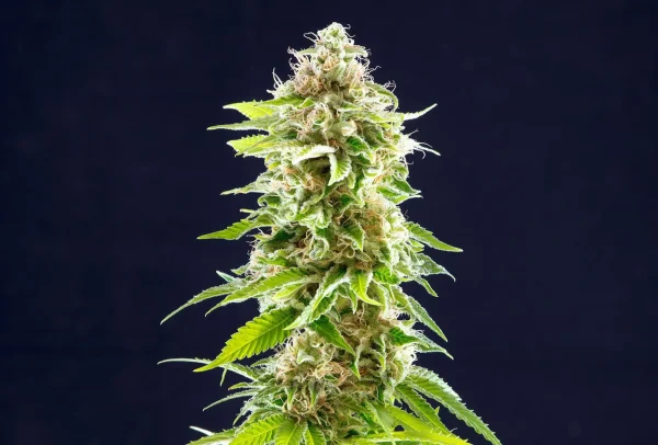 Cookies Haze strain, lush with trichomes, bright green buds, and contrasting orange pistils against a dark background.