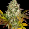 Cookies Kush Auto Strain with dense buds and vibrant orange pistils, surrounded by deep green and purple sugar leaves.