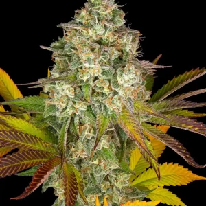 Cookies Kush Auto Strain with dense buds and vibrant orange pistils, surrounded by deep green and purple sugar leaves.