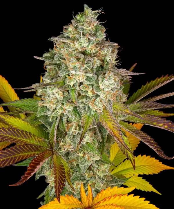 Cookies Kush Auto Strain with dense buds and vibrant orange pistils, surrounded by deep green and purple sugar leaves.
