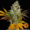 A close-up of Cookies Kush Auto Strain, showcasing its thick buds and unique blend of green, orange, and purple tones.