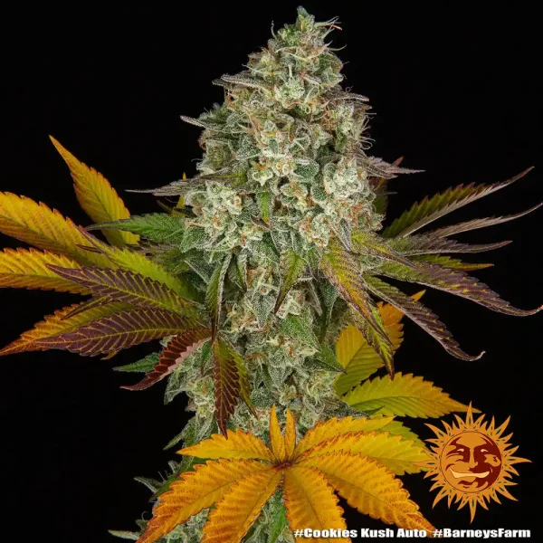 A close-up of Cookies Kush Auto Strain, showcasing its thick buds and unique blend of green, orange, and purple tones.