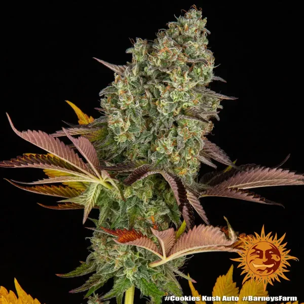 Cookies Kush Auto Strain plant with colorful leaves and a well-formed bud structure, exuding a strong resinous texture.
