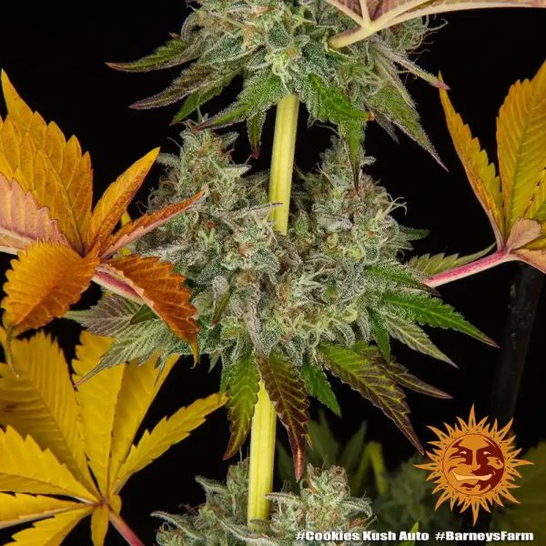 Cookies Kush Auto Strain displaying bright pistils and trichome-rich buds, complemented by contrasting foliage hues.