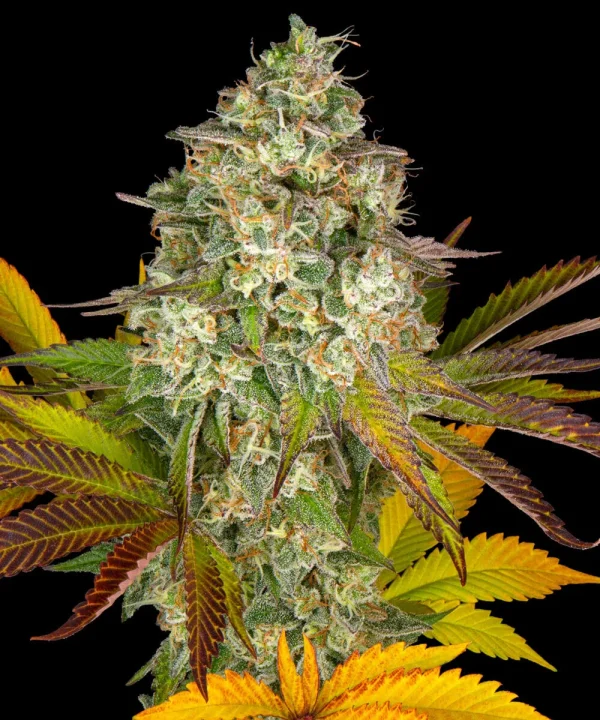 Close-up of Cookies Kush Strain's dense buds with frosty trichomes and vibrant orange pistils