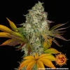 Full view of Cookies Kush Strain plant with large, well-formed colas and colorful fan leaves.