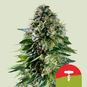 Corkscrew Auto Strain showcases its dense, trichome-rich buds and vibrant green hues under soft light.