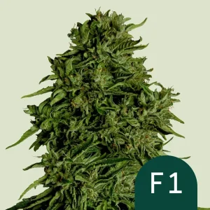 Dense Cosmos F1 CBD Strain bud showcasing compact structure and resin-rich surface.