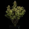 Full Cosmos F1 CBD Strain plant with lush foliage and multiple budding sites against a dark background.