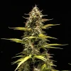 Close-up of Cosmos F1 CBD Strain's main cola, revealing intricate trichome coverage.