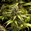 Cosmos F1 CBD Strain in flowering stage, vibrant green with hints of CBD-rich buds.