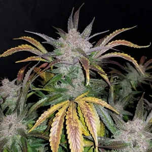 Cream Cookies Auto plant showcasing purple buds and green foliage covered in trichomes