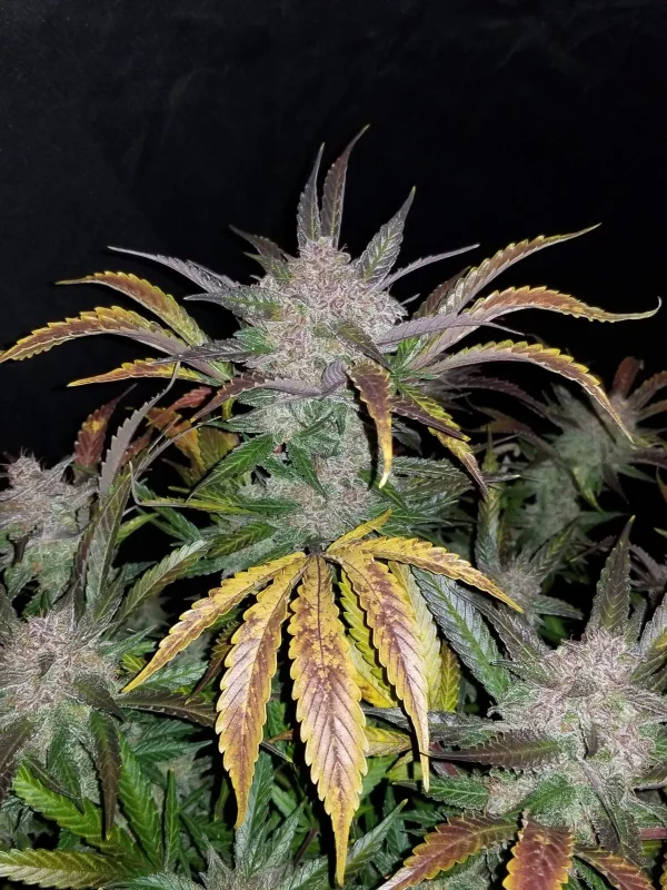 Cream Cookies Auto plant showcasing purple buds and green foliage covered in trichomes