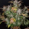 Close-up of Cream Cookies Auto cannabis bud with purple highlights and heavy trichome coating