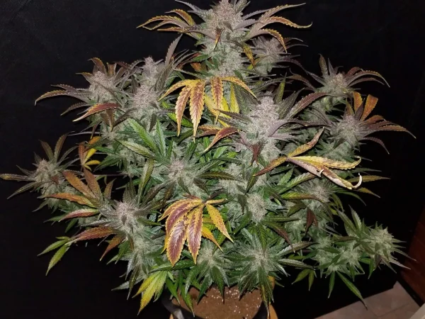 Close-up of Cream Cookies Auto cannabis bud with purple highlights and heavy trichome coating