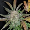 Cream Cookies Auto plant with a mix of green and purple leaves, dense buds, and visible trichomes