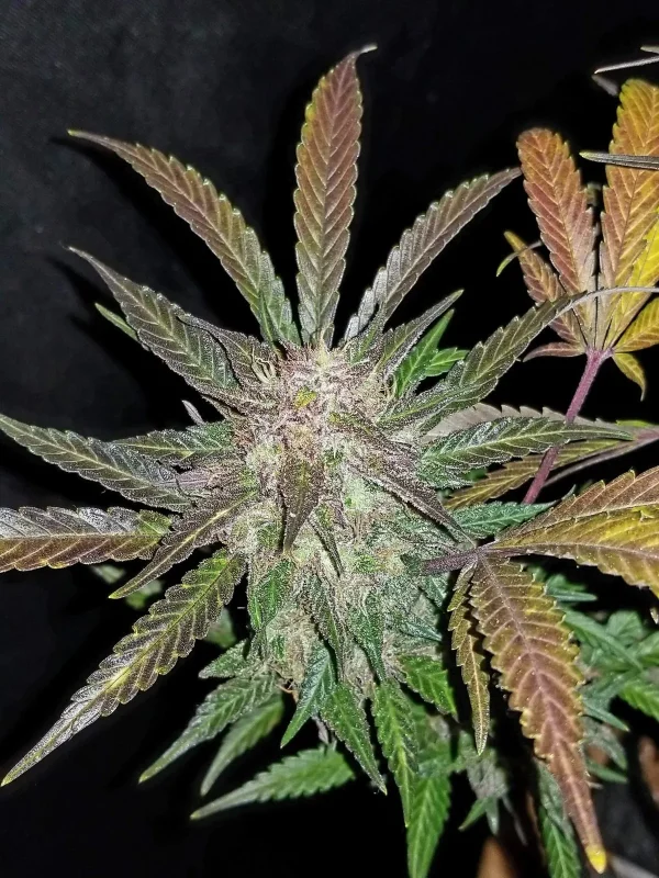 Cream Cookies Auto plant with a mix of green and purple leaves, dense buds, and visible trichomes