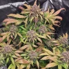 Cream Cookies Auto cannabis bud with dark purple leaves and frosty trichomes