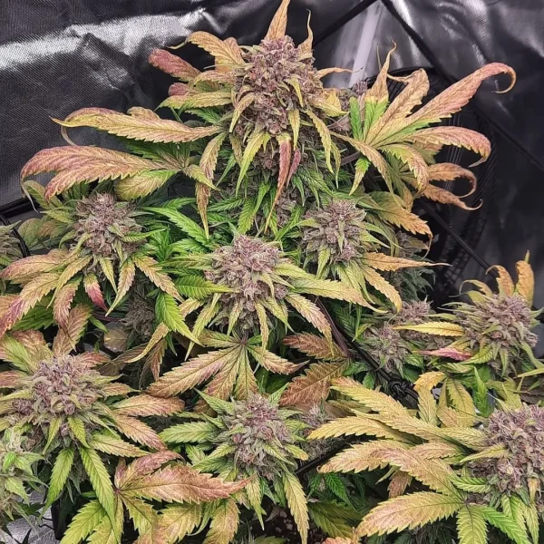 Cream Cookies Auto cannabis bud with dark purple leaves and frosty trichomes
