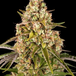 Dense Critical Kush Strain bud covered with trichomes and orange pistils