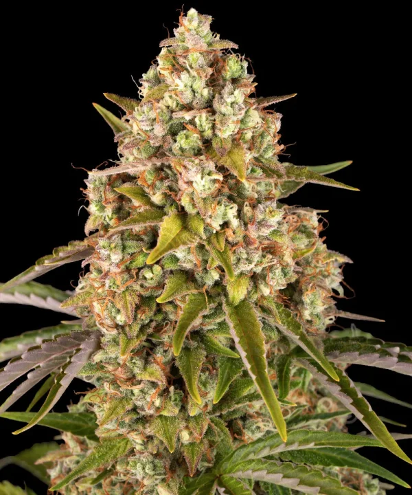 Dense Critical Kush Strain bud covered with trichomes and orange pistils