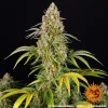 Critical Kush Auto strain plant with dark green leaves and bright orange pistils.
