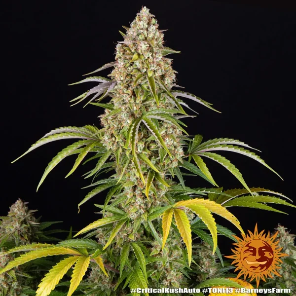Critical Kush Auto strain plant with dark green leaves and bright orange pistils.