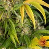 Lush Critical Kush Strain plant with vibrant foliage and resinous buds.