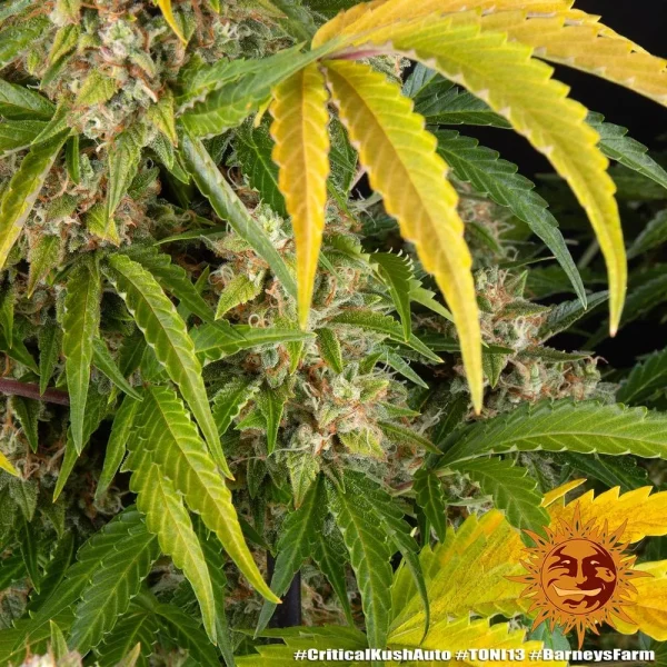 Lush Critical Kush Strain plant with vibrant foliage and resinous buds.