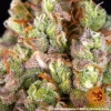 Detailed shot of Critical Kush Strain flower highlighting its frosty trichome coating.