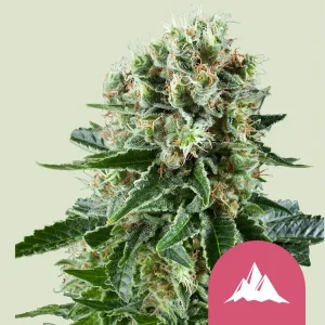 Dense and resinous buds of the Critical Kush Strain showing vibrant trichomes and compact structure.