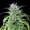 Robust growth of Critical Kush Strain under controlled indoor lighting, showcasing rich green foliage.
